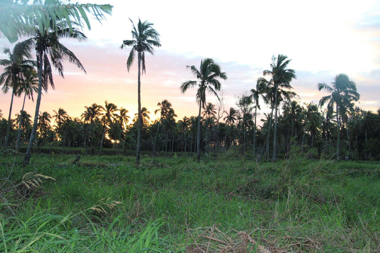 A King's Coronation and the Treasure Hunt for Vanilla