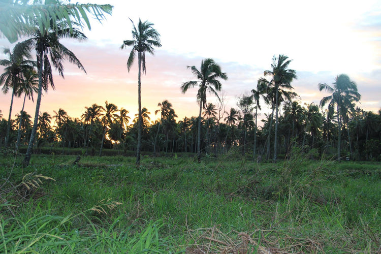 A King's Coronation and the Treasure Hunt for Vanilla