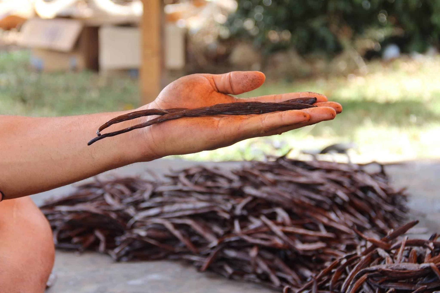 Mold Versus Crystals on Vanilla Beans