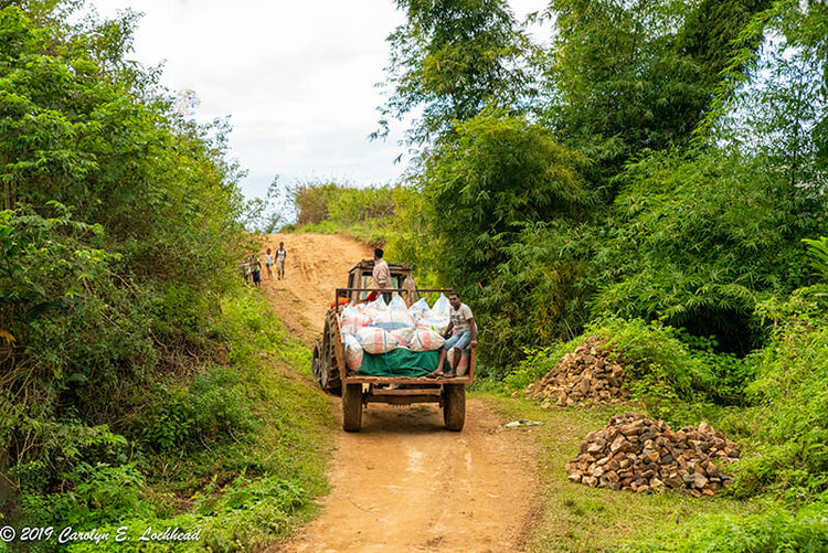 VANILLA MARKET REPORT: September 2019