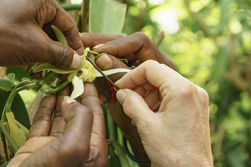 Vanilla Is Anything But Basic