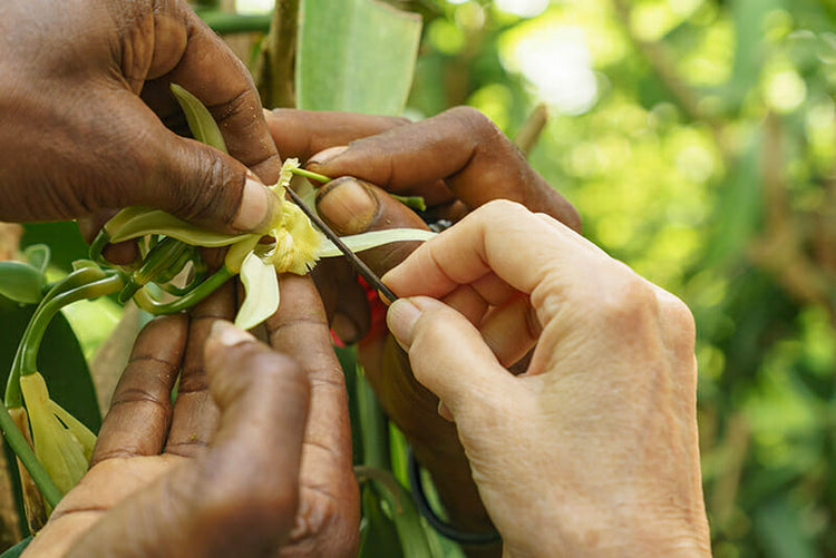 Vanilla Is Anything But Basic