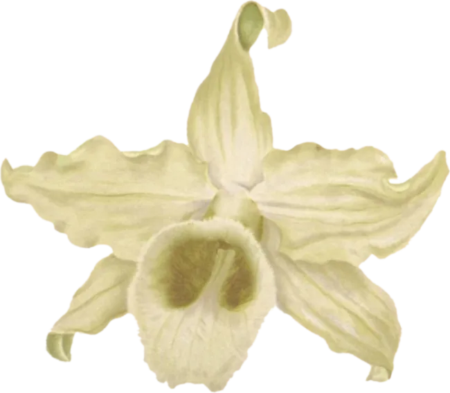 Vanilla Questions: Does vanilla extract contain any ingredients derived from the beaver?