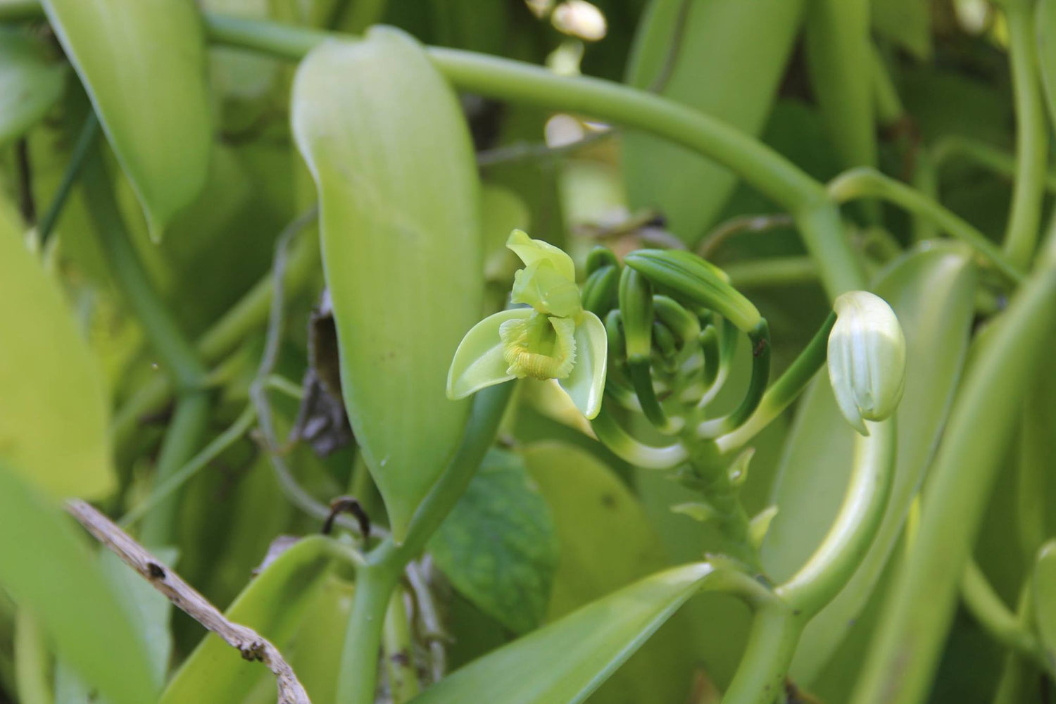 VANILLA MARKET REPORT: Part 2, April 2015