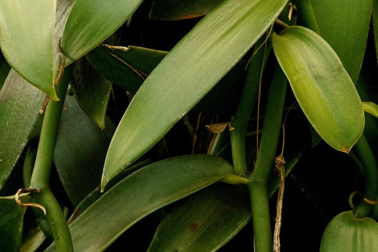 Regional Vanilla Bean Differences