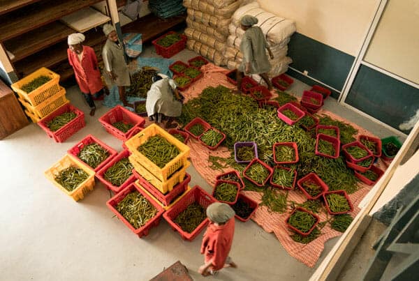 VANILLA MARKET REPORT: May 2018