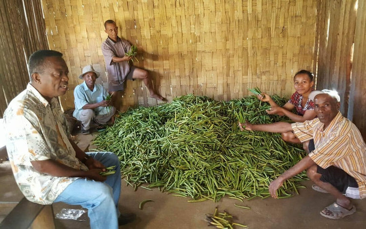 VANILLA MARKET REPORT: July 2016