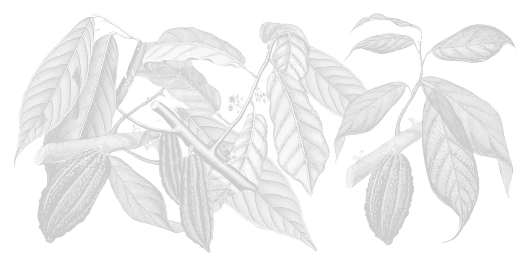 Cook Flavoring Company The Best Pure Vanilla Extracts and Flavors & Cooks Vanilla